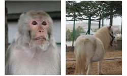 Kırıkkale'de hayvanat bahçesi olan tek tesis