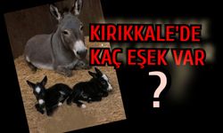 Türkiye'de yaşayan Eşek sayısı açıklandı