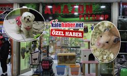 Amazon Pet Shop Kırıkkale’de Fark Yaratıyor