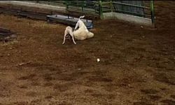 Sokak Köpeklerinin Saldırdığı Koyun Telef Oldu