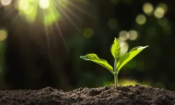 Bitki Koruma Ürünlerinde Satış ve Kullanım Elektronik Takibe Alınıyor