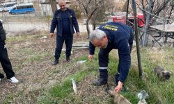 loğara düşen köpek yavrusu kurtarıldı.