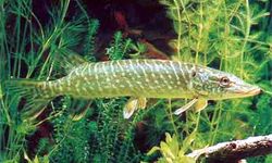 Kırıkkale’de Turna Balığı Avcılığına Yasak Başladı