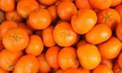 Mandalinada Tüm Zamanların İhracat Rekoru Kırıldı