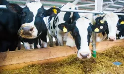 Süt Üretiminde Düşüş Sürüyor