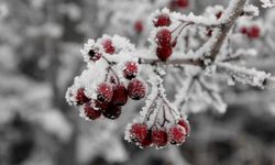 Kırıkkale Genelinde Zirai Don Alarmı