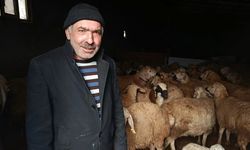 Sulakyurt’ta Küçükbaş Hayvancılığa İŞKUR Desteği