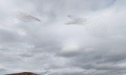 Sığırcık Kuşlarından Görsel Şölen