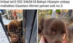 Neredesin Tarçın...Evine dön !