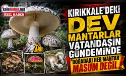 Kırıkkale’de Son Yağışlar Dev Mantarları Ortaya Çıkardı