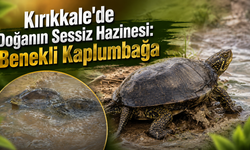 Kırıkkale'de Doğanın Sessiz Hazinesi : Benekli Kaplumbağa