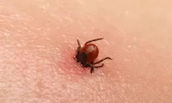 "Kırım Kongo Kanamalı Ateşi Ölüme Kadar Götürebiliyor"