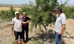 Kırıkkale’de Hububat ve Badem Alanlarında Kontroller Sürüyor