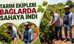 Tarım Ekipleri Bağlarda Sahaya İndi