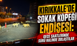 Kırıkkale’de Sokak Köpeği Endişesi