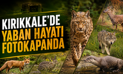 Kırıkkale'de Yaban Hayatı Fotokapanda
