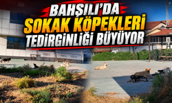 Bahşılı'da Sokak Köpekleri Tedirginliği Büyüyor