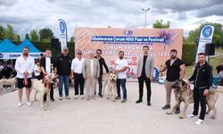 Çorum’da Türk Çoban Köpekleri Görücüye Çıktı