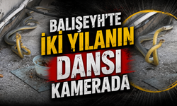 Balışeyh'te İki Yılanın Dansı Kamerada