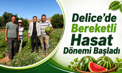Delice'de Bereketli Hasat Dönemi Başladı