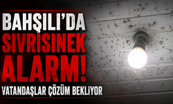 Bahşılı’da Sivrisinek Alarmı