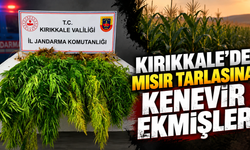 Kırıkkale’de Mısır Tarlasına Kenevir Ekmişler