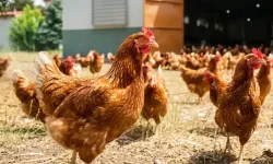 Kümes hayvancılığında temmuz verileri açıklandı