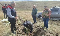 Kırıkkale’de Meralara 25 Bin Tuz Çalısı Dikiliyor