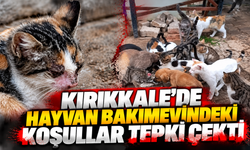 Kırıkkale’de Hayvan Bakımevindeki Koşullar Tepki Çekti