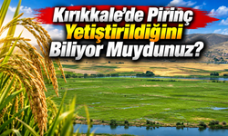 Kırıkkale’de Pirinç Yetiştirildiğini Biliyor muydunuz?