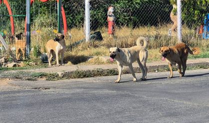 Bahşılı’da Parkta Başıboş Köpekler Korkutuyor