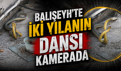 Balışeyh'te İki Yılanın Dansı Kamerada