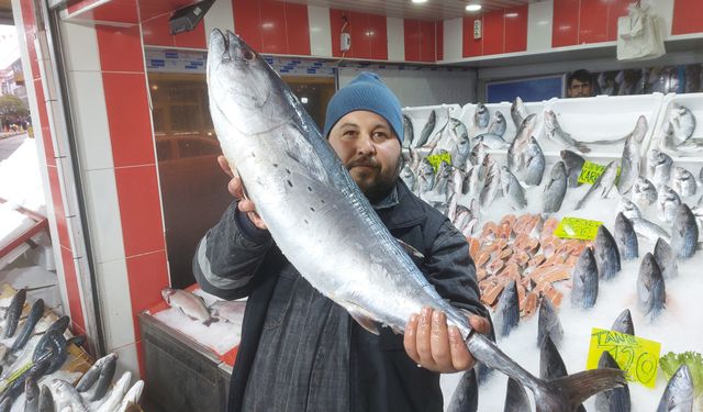 20 kiloluk Ton balığını kim yiyor ?