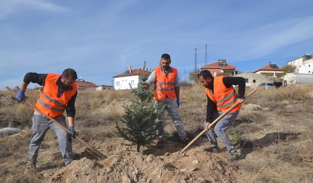 Sivas'ın Şarkışla ilçesinde ağaçlandırma çalışmaları devam ediyor