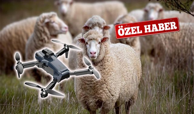 Koyunlar Drone ile Aranıyor