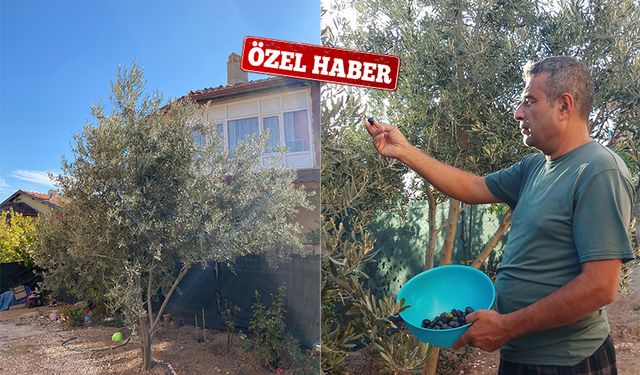 Kırıkkale’de Zeytin Ağacı Mucizesi: Cahit Akpınar’ın Bahçesindeki Sürpriz Başarı