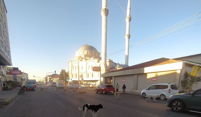 Bahşılı’da Başıboş Köpek Sorunu Büyüyor