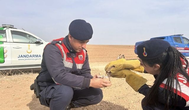 Yaralı Kerkenez Kuşu Koruma Altına Alındı