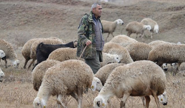 İstanbul’dan Kırıkkale’ye Döndü, Hayvancılıkla Huzuru Buldu