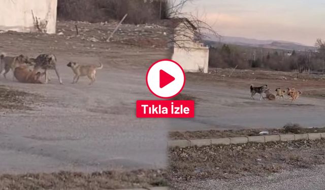 Bahşılı’da Sokak Köpekleri Endişesi