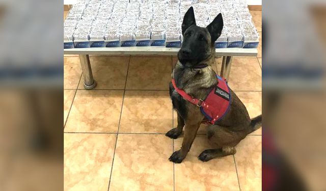 Jandarma Köpeği "Alkış" Kaçakçılara Geçit Vermedi