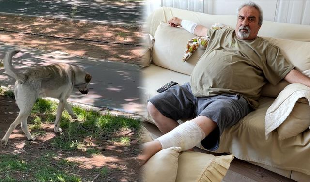 Başıboş Köpek Faciası: 76 Dikiş Atıldı