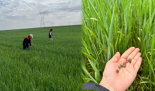 Kırıkkale’de 2025 Yılı Süne Mücadelesi Başladı