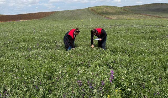Kırıkkale’de Yem Bitkisi Desteklemeleri İçin Saha Denetimleri Sürüyor