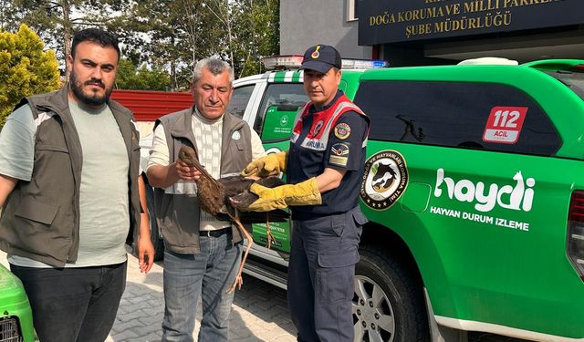 Yaralı Kara Leylek Tedavi Altına Alındı