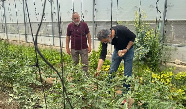 Kırıkkale’de Seralarda Biyolojik ve Biyoteknik Mücadele Sürüyor