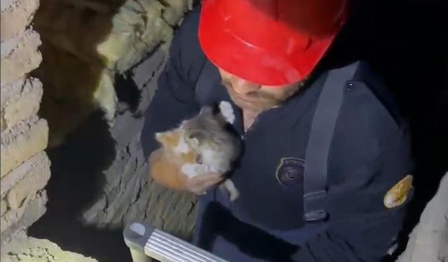 Havalandırma Boşluğuna Düşen Yavru Kediler Kurtarıldı