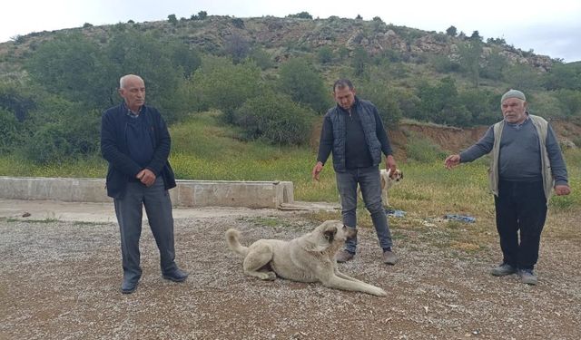 Başıboş Köpekler Buzağıyı Parçaladı, Sahiplerine Saldırdı