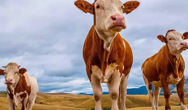 Kurban Bayramı'na Sayılı Gün Kaldı... Kurbanlık Hayvan Düzeyi Yeterli Mi?