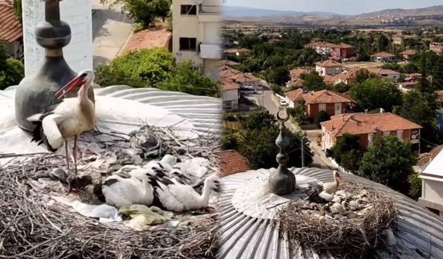 Bahşılı’nın Misafiri Yine Geldi: Leylek Ailesi Yuvada